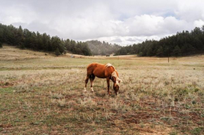 New! Adorable Cabin in Colorado National Forest
